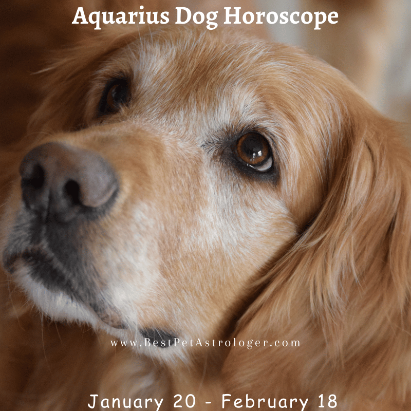 Dog - Aquarius horoscope