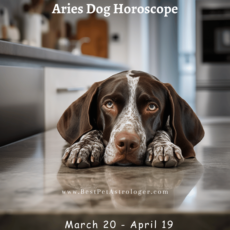 Dog - Aries horoscope