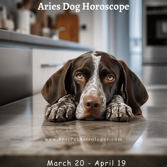 Dog - Aries horoscope