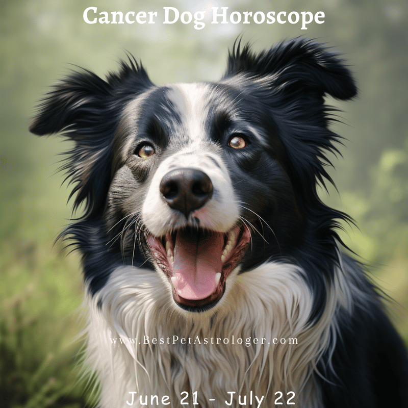 Dog - Cancer horoscope