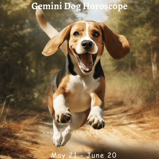 Dog - Gemini horoscope