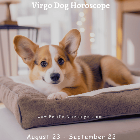 Dog - Virgo horoscope