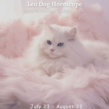 Cat - Leo horoscope